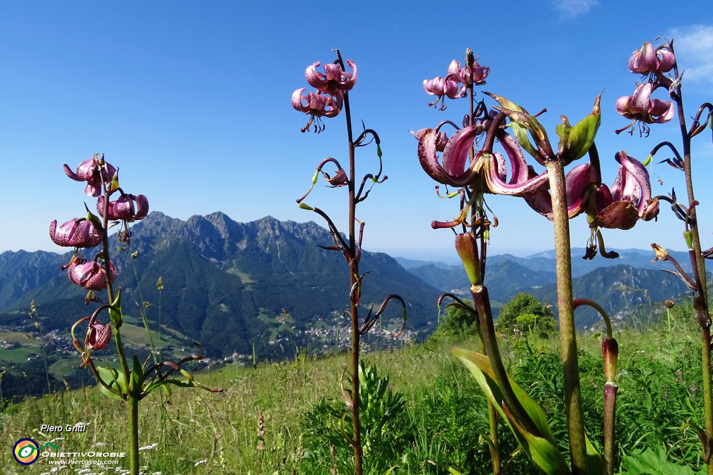 12 Gigli martagone per l' Alben.JPG -                                